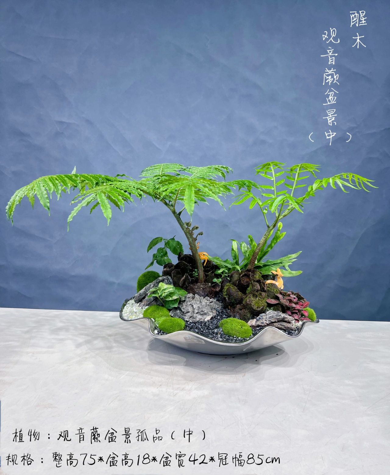 观音莲座蕨