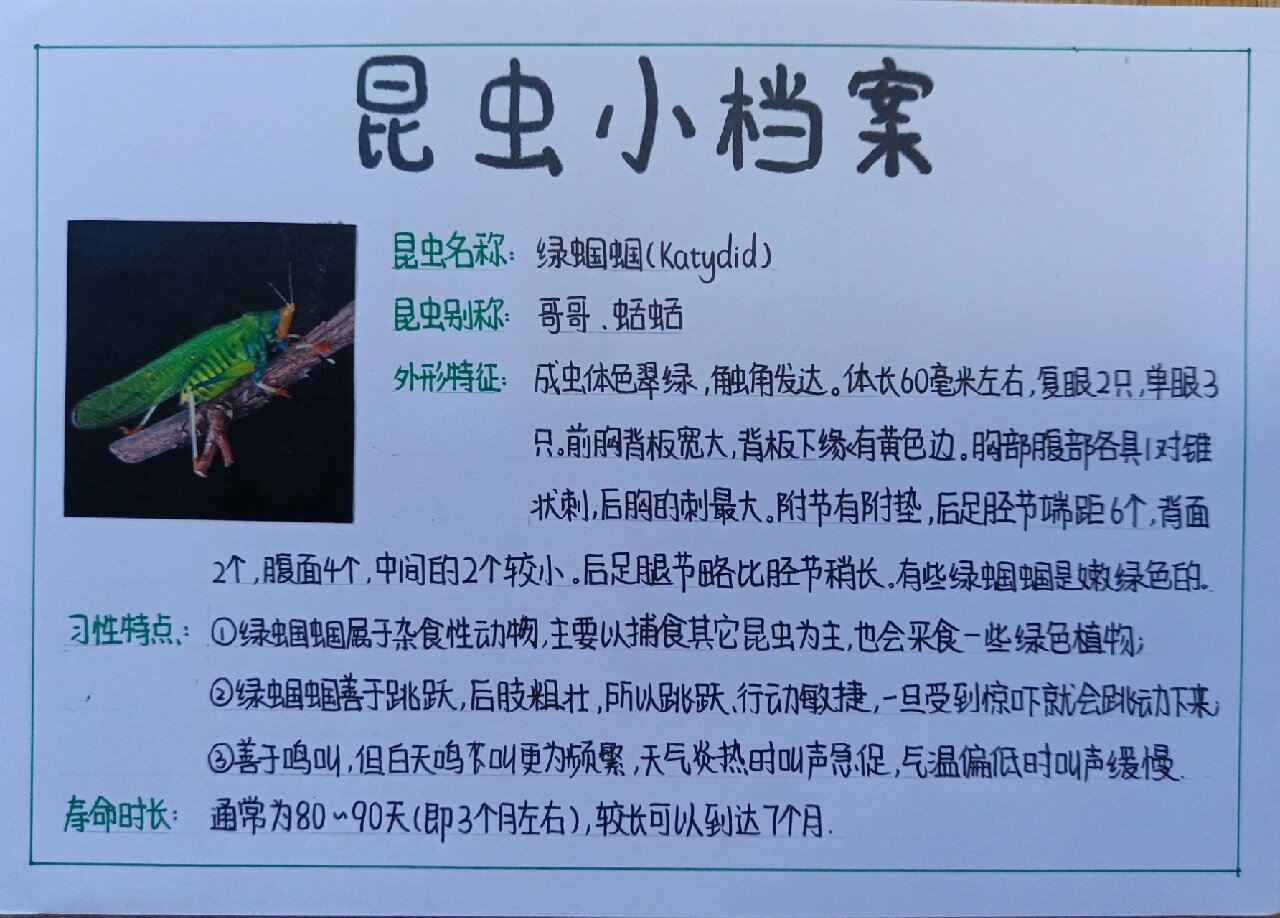 《昆虫记》的昆虫小档案/昆虫卡片