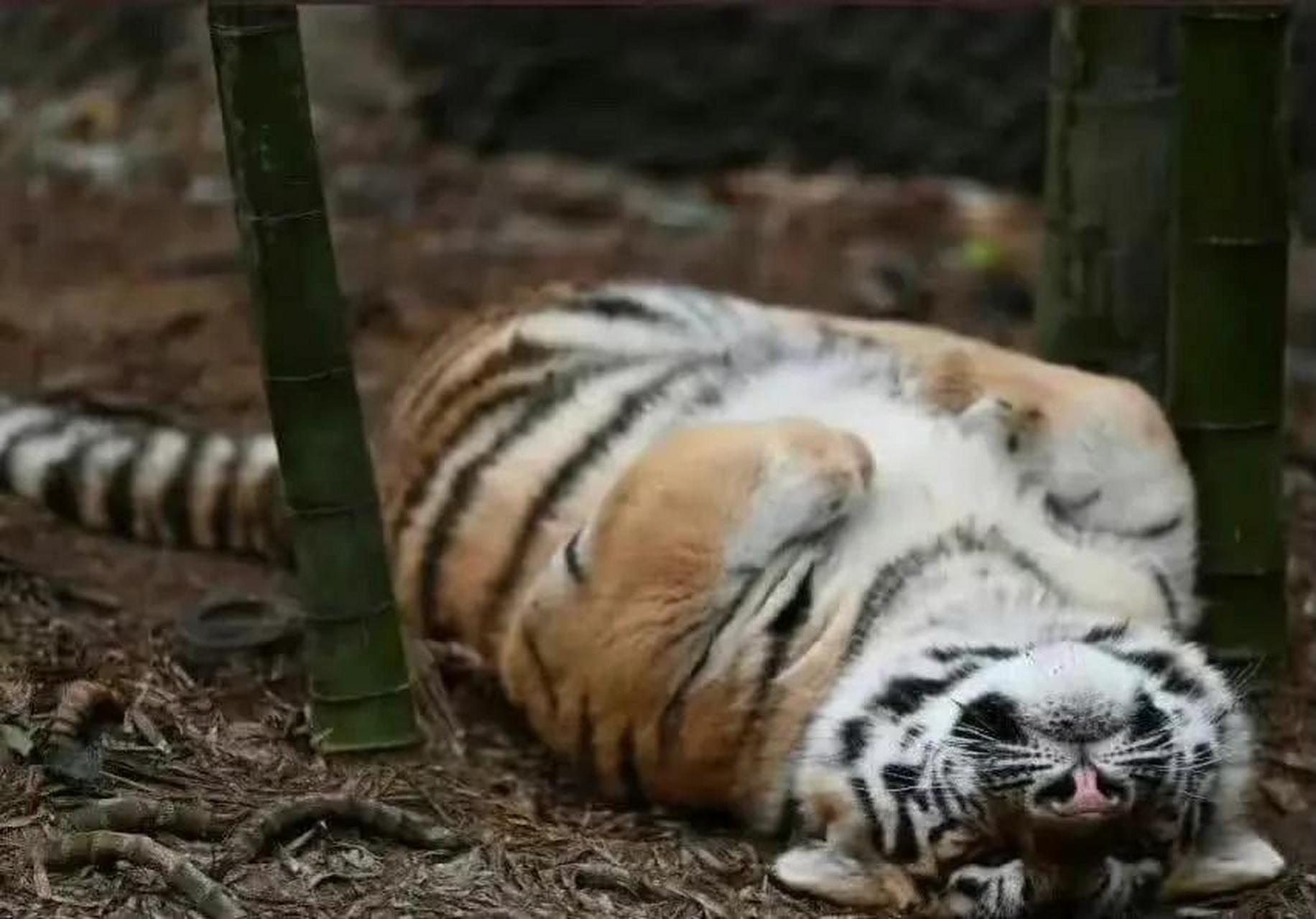 老虎躺平表情包图片