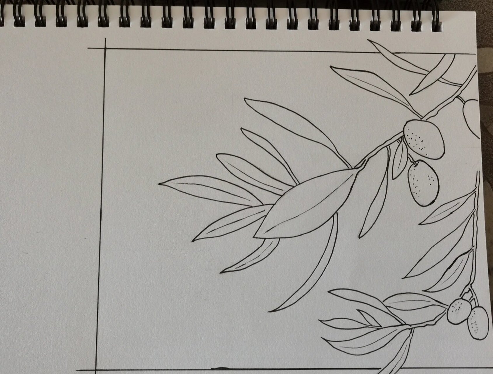 零基础 控笔练习|橄榄树手绘|临摹好书 控笔练习,练线条,坚持每日一练