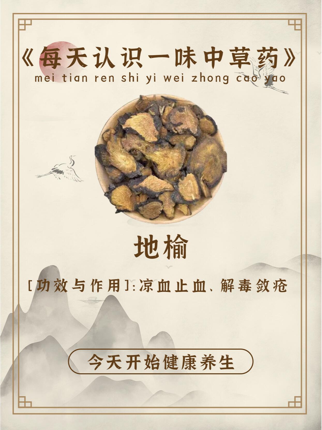 每天认识一味中草药-地榆
