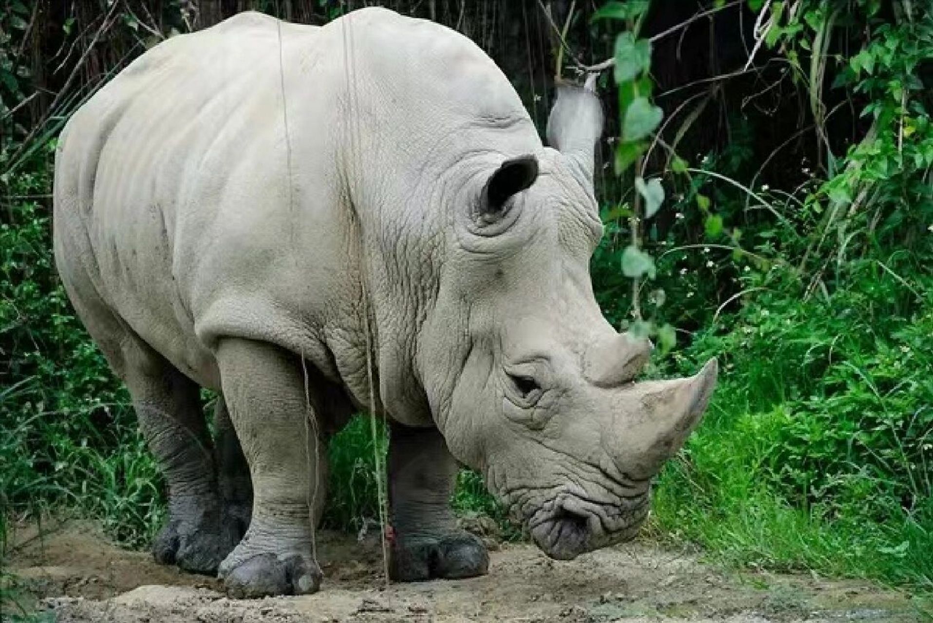 白犀牛简介 白犀牛体大威武,是陆生脊椎动物中居于第二位的庞大动物