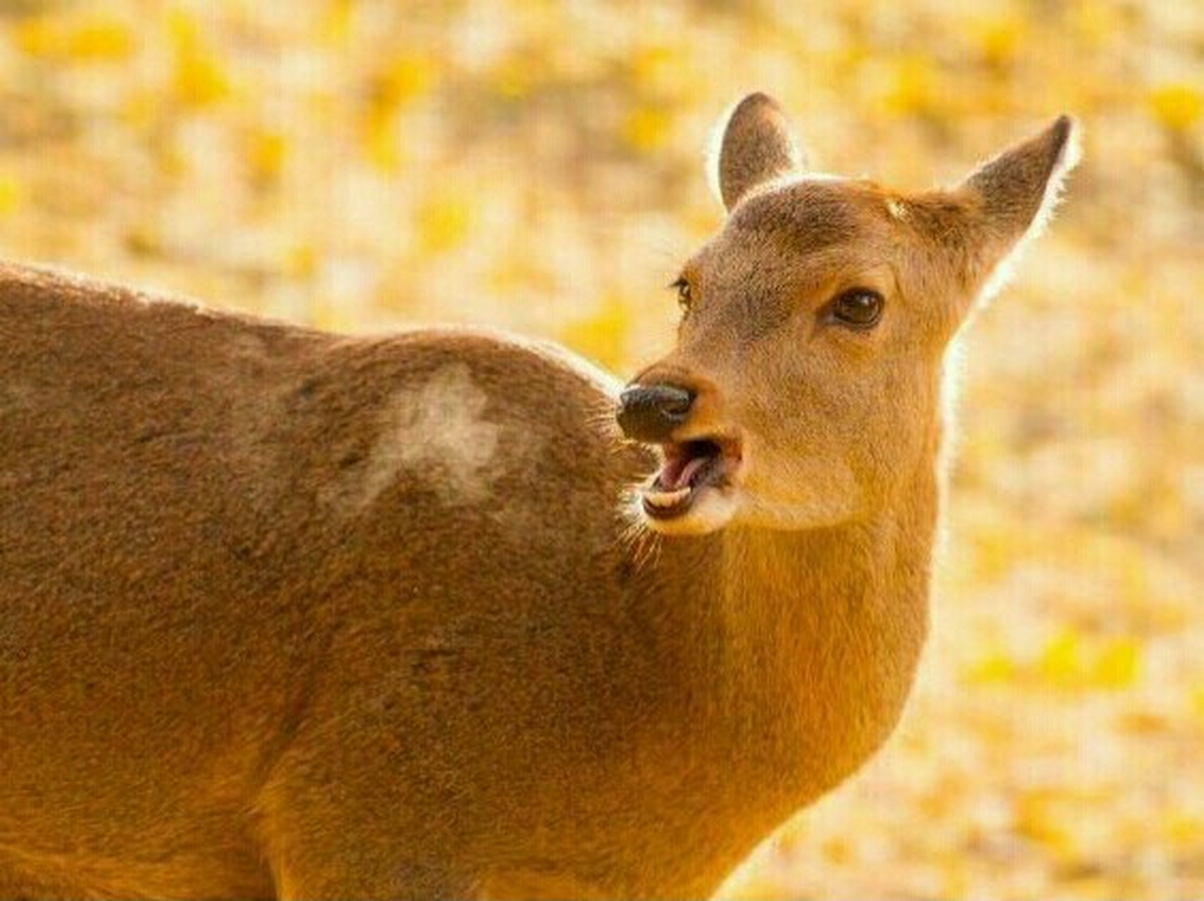 奈良的小鹿~ #奈良わんぱく鹿ランド# 在春日大社的信仰系统里,鹿是神