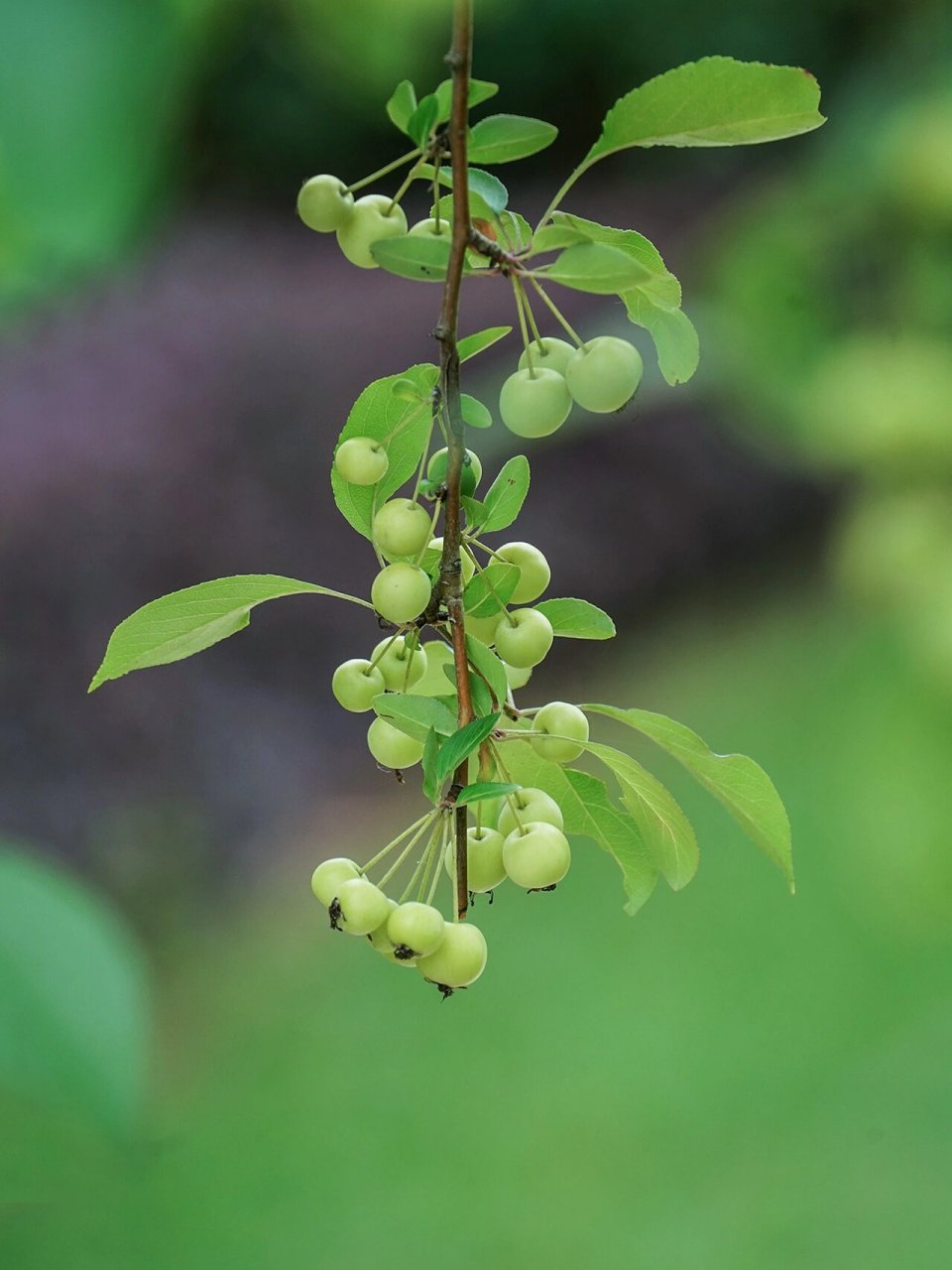 夏日清凉 绿色海棠果 附调色教程 偶遇 高尔夫公园里的海棠树结果了