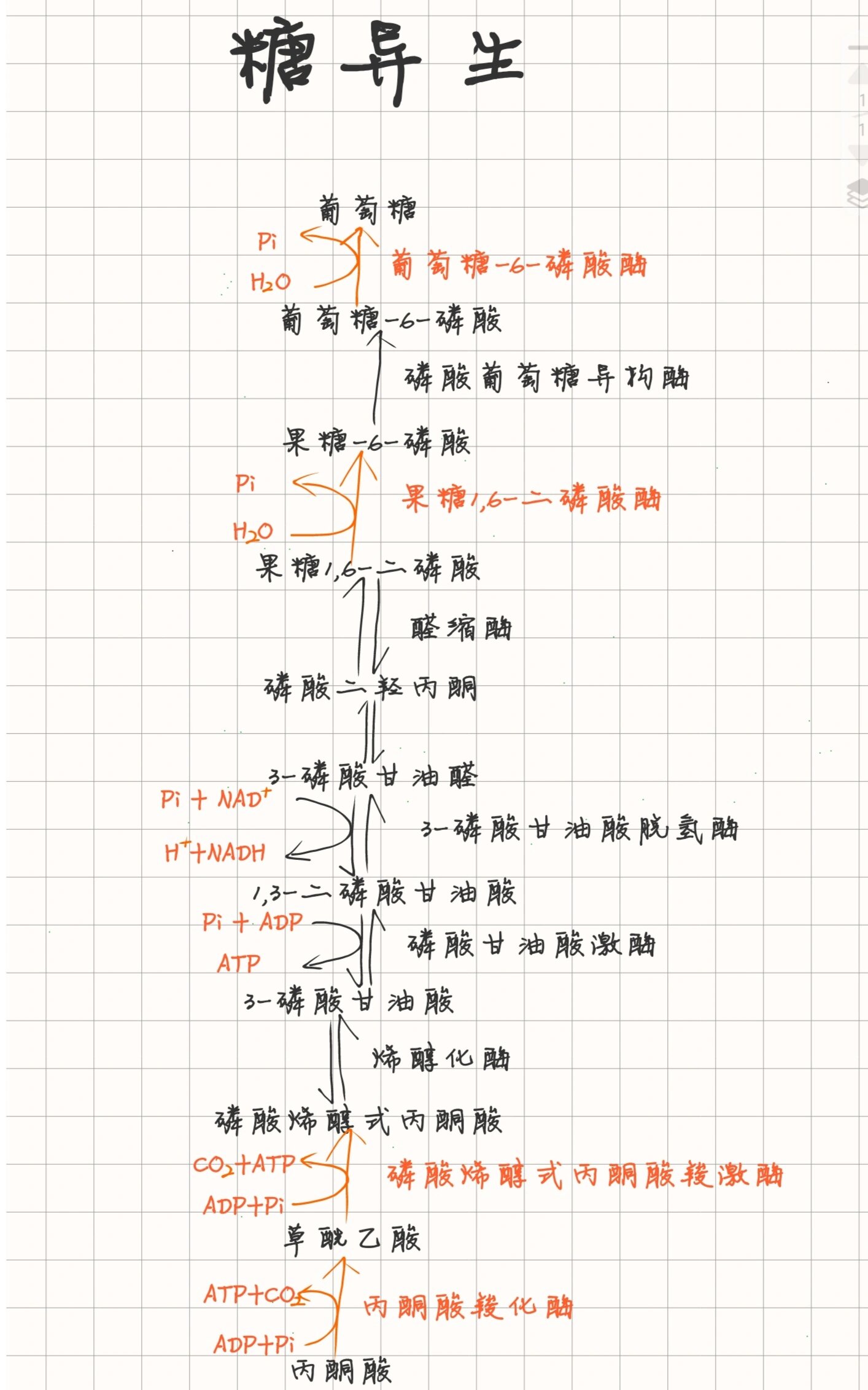 糖异生途径思维导图图片