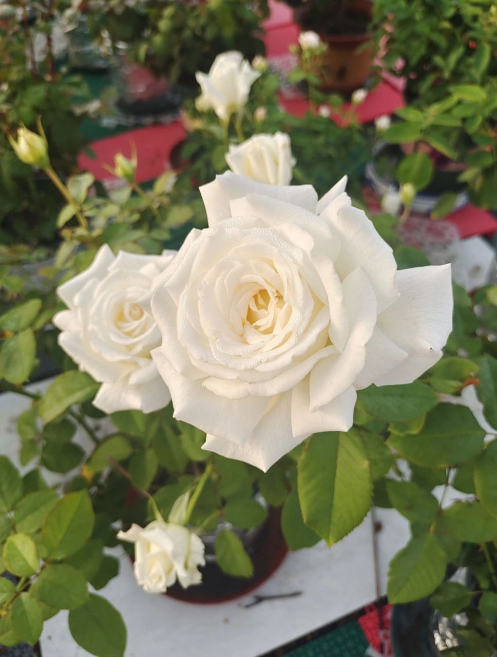 保罗二世～完美白色月季 保罗二世(实拍):美,香,丰花勤花,耐晒,抗病,