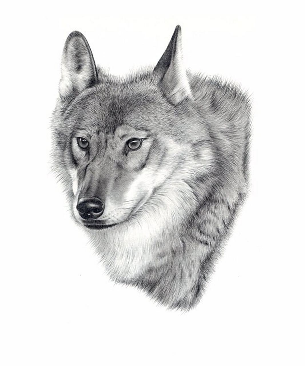 狼 素描