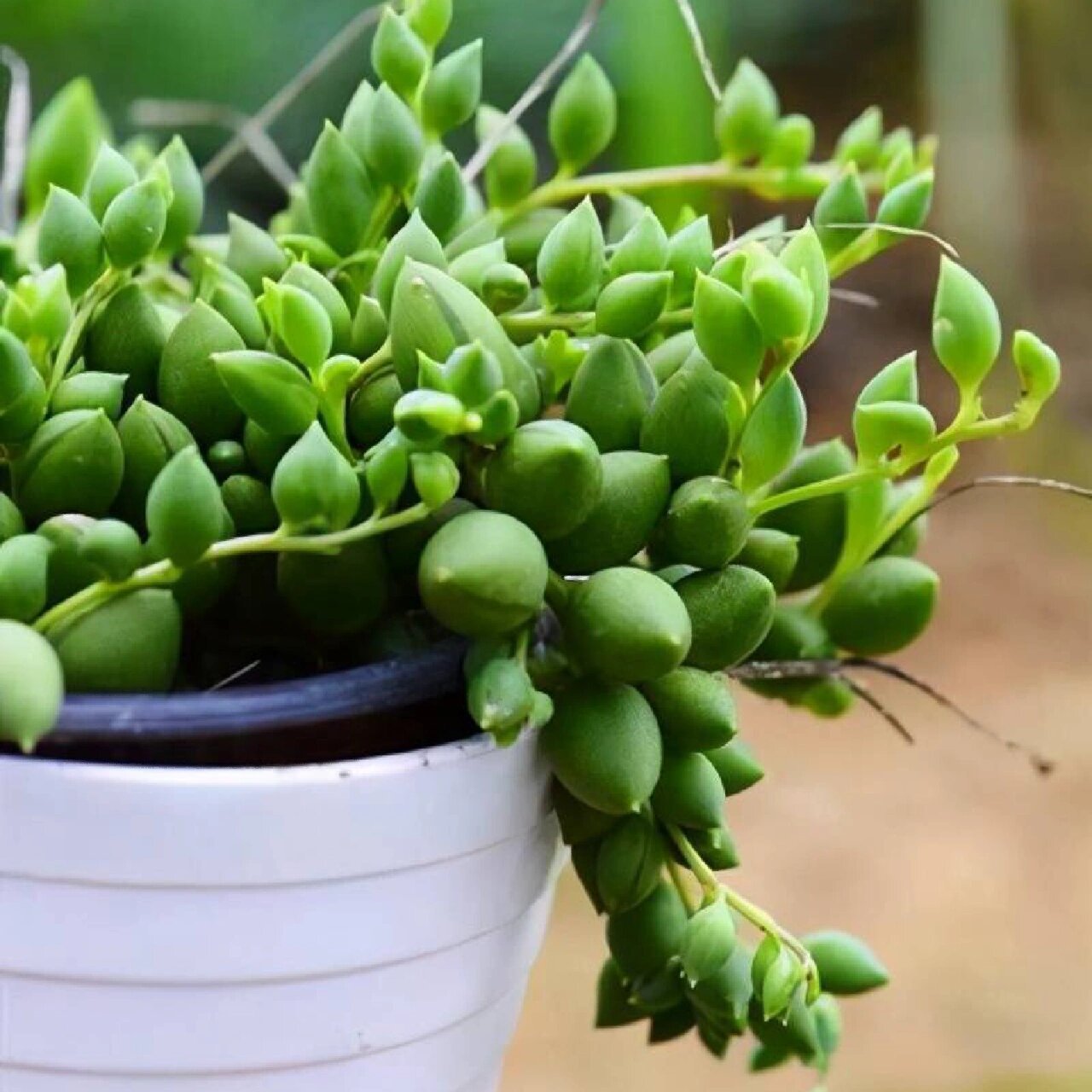 认识一种绿植:"健康平安"多肉佛珠 91名称:翡翠珠 00别名:一串珠