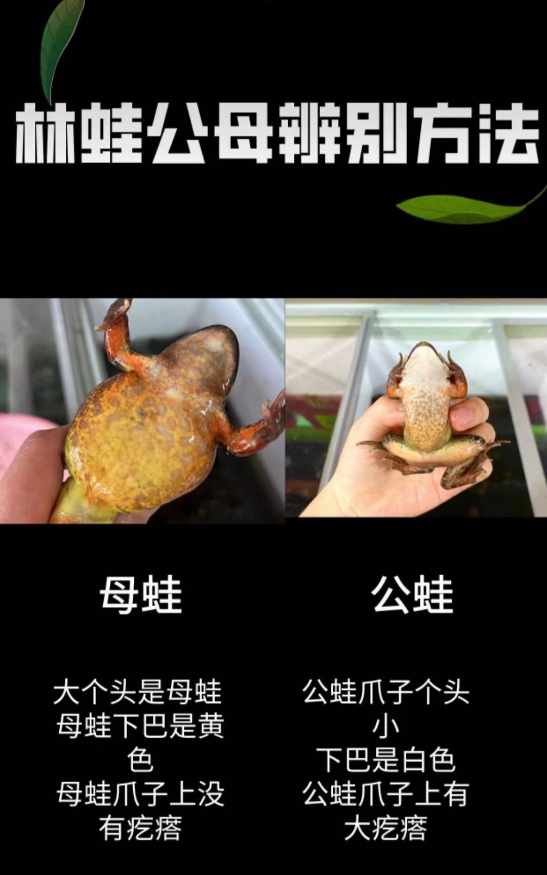 雪蛤是公蛙还母蛙🐸——鉴别林蛙(雪蛤)
