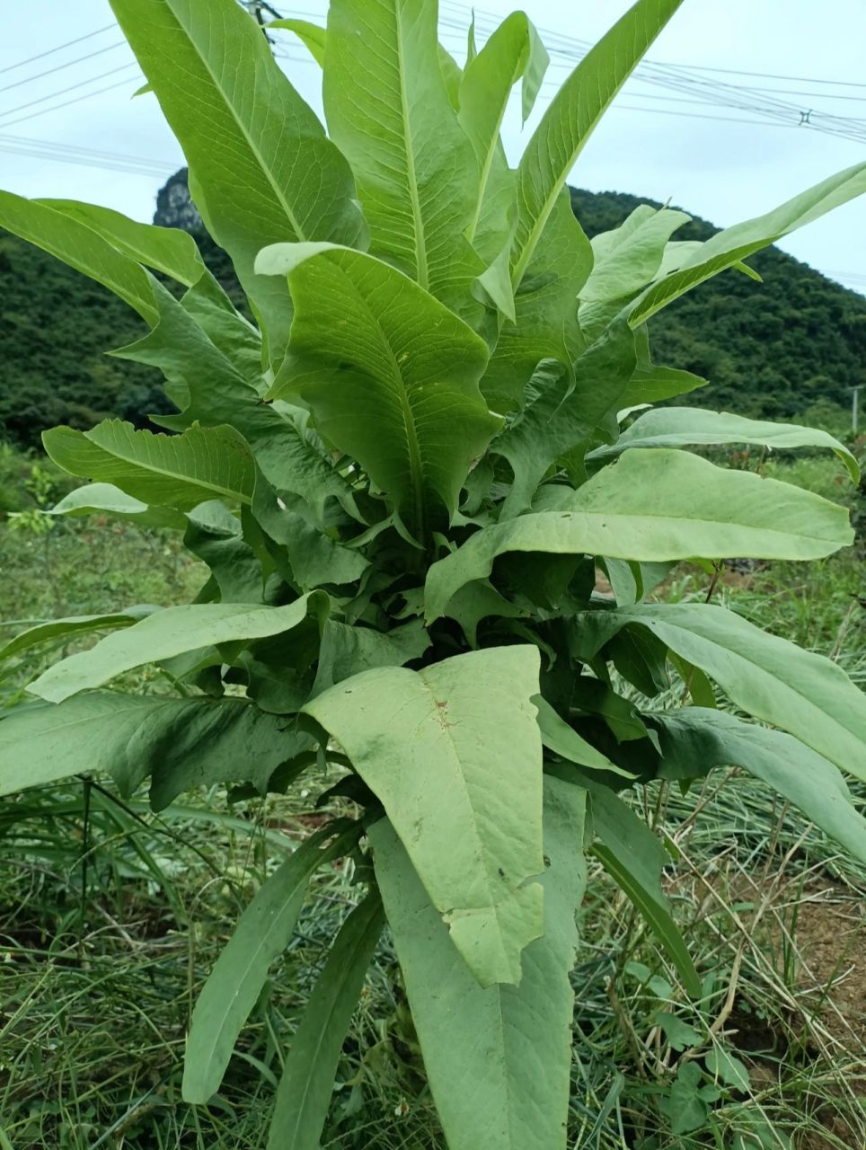 苦麻菜图片药用价值图片