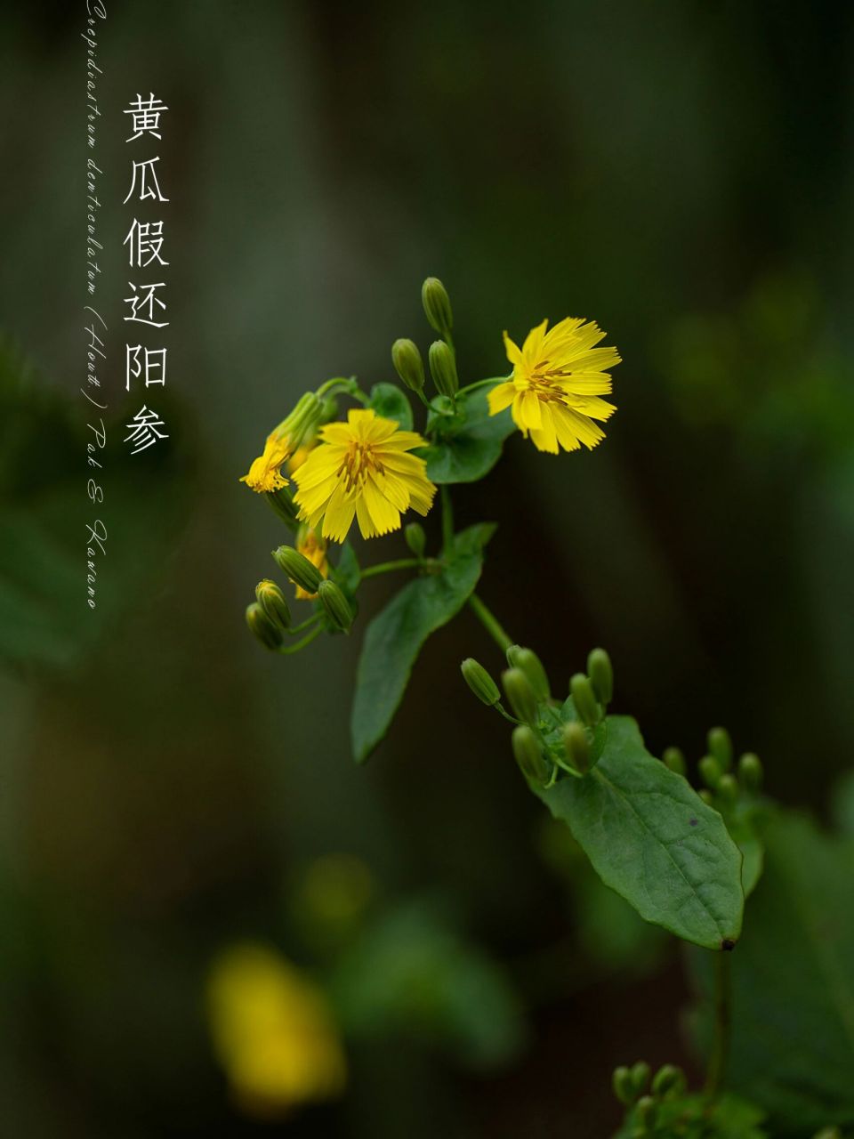 图①—六宫格 图②—一枝黄花 图③—加拿大一枝黄花 图④—野菊 图⑤
