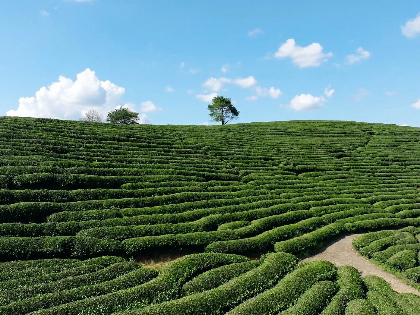 武夷山茶山之旅|一场与自然的亲密接触 95 武夷山一座融合了自然