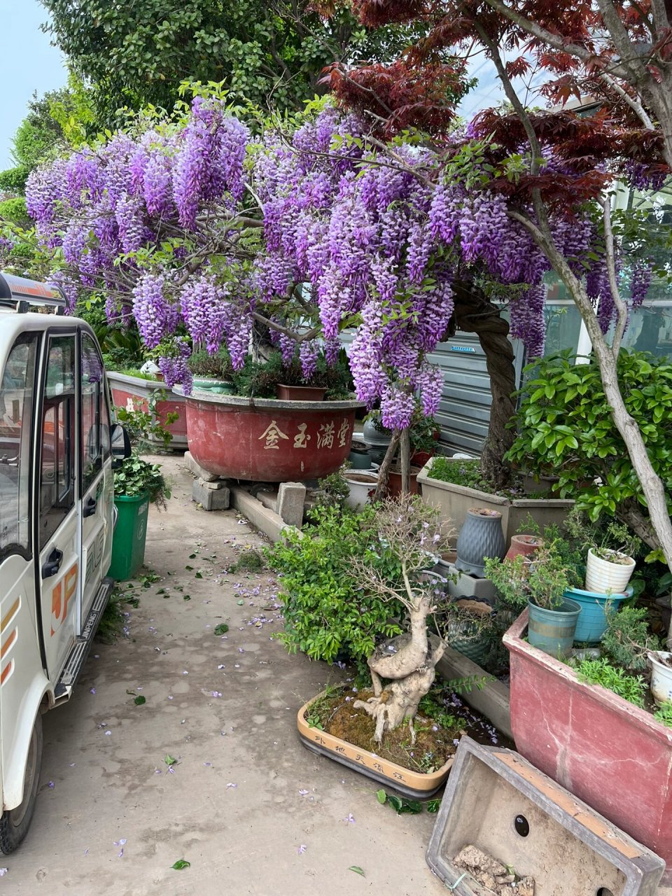 一棵漂亮紫藤树的图片图片