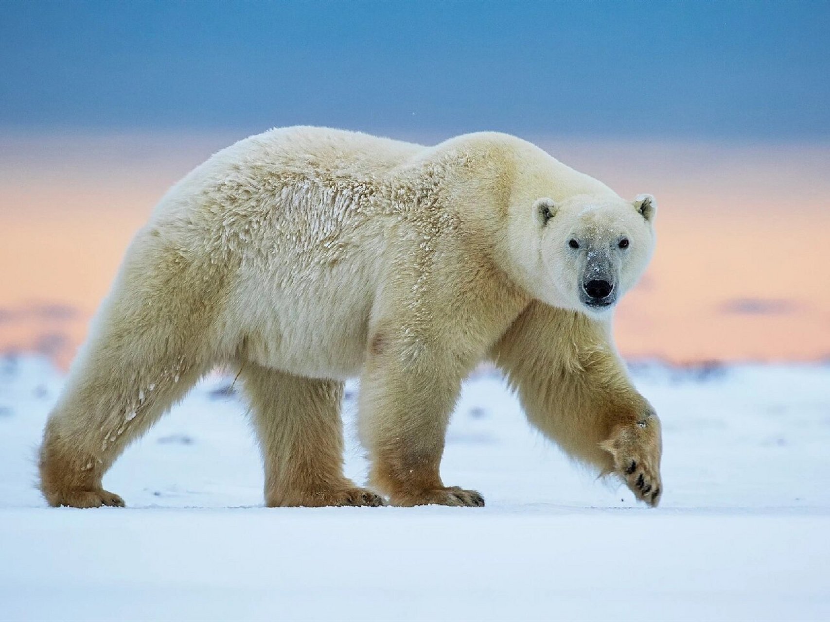 北极熊 北极熊(学名:ursus maritimus):是熊科熊属的一种动物,是世界