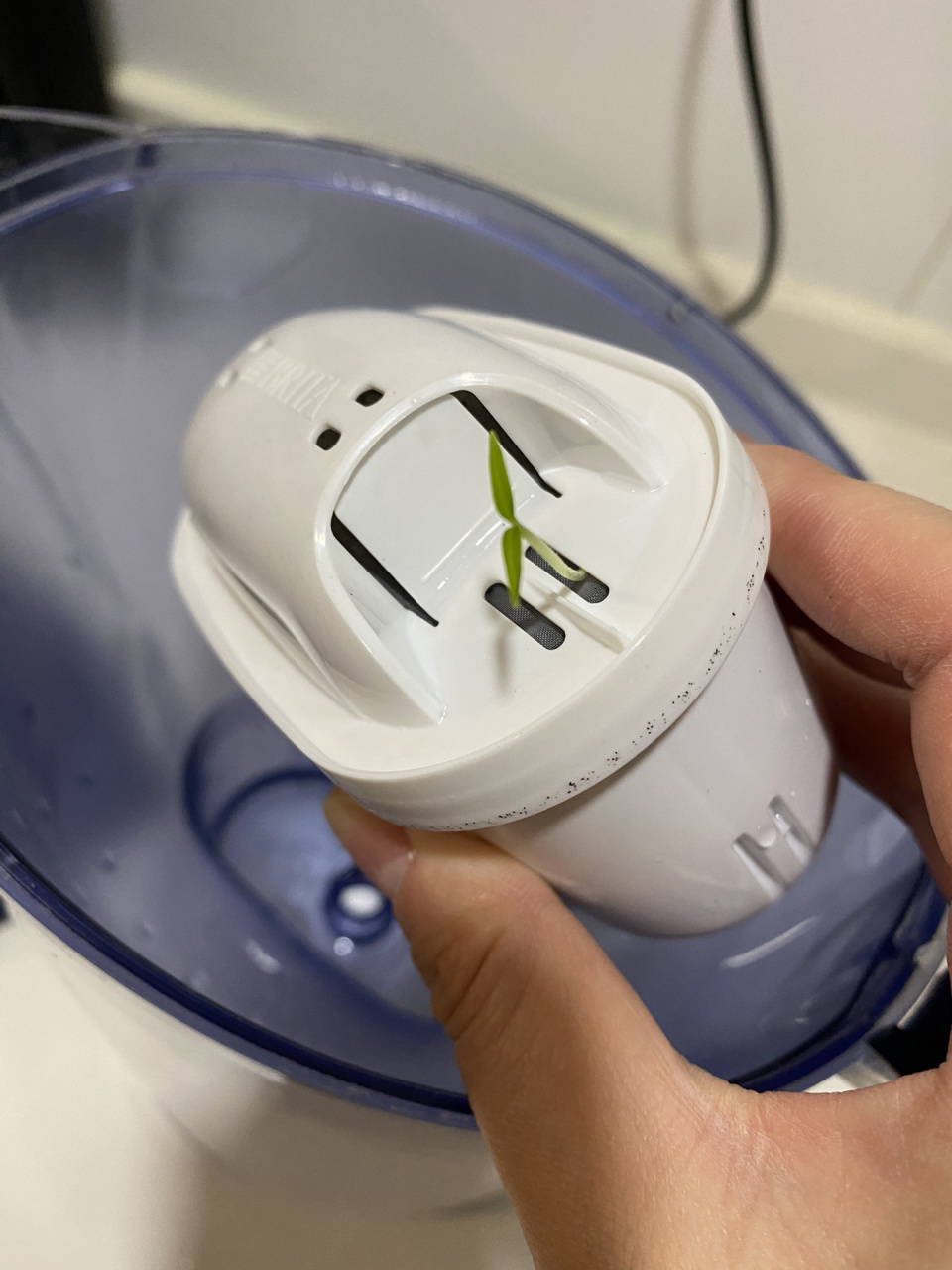 碧然德净水壶滤芯长草 这个活性炭里竟然长草了!什么鬼?