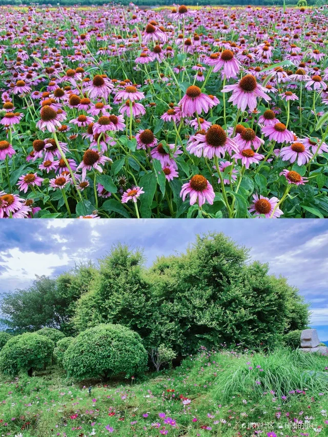 北京昌平七孔桥花海图片