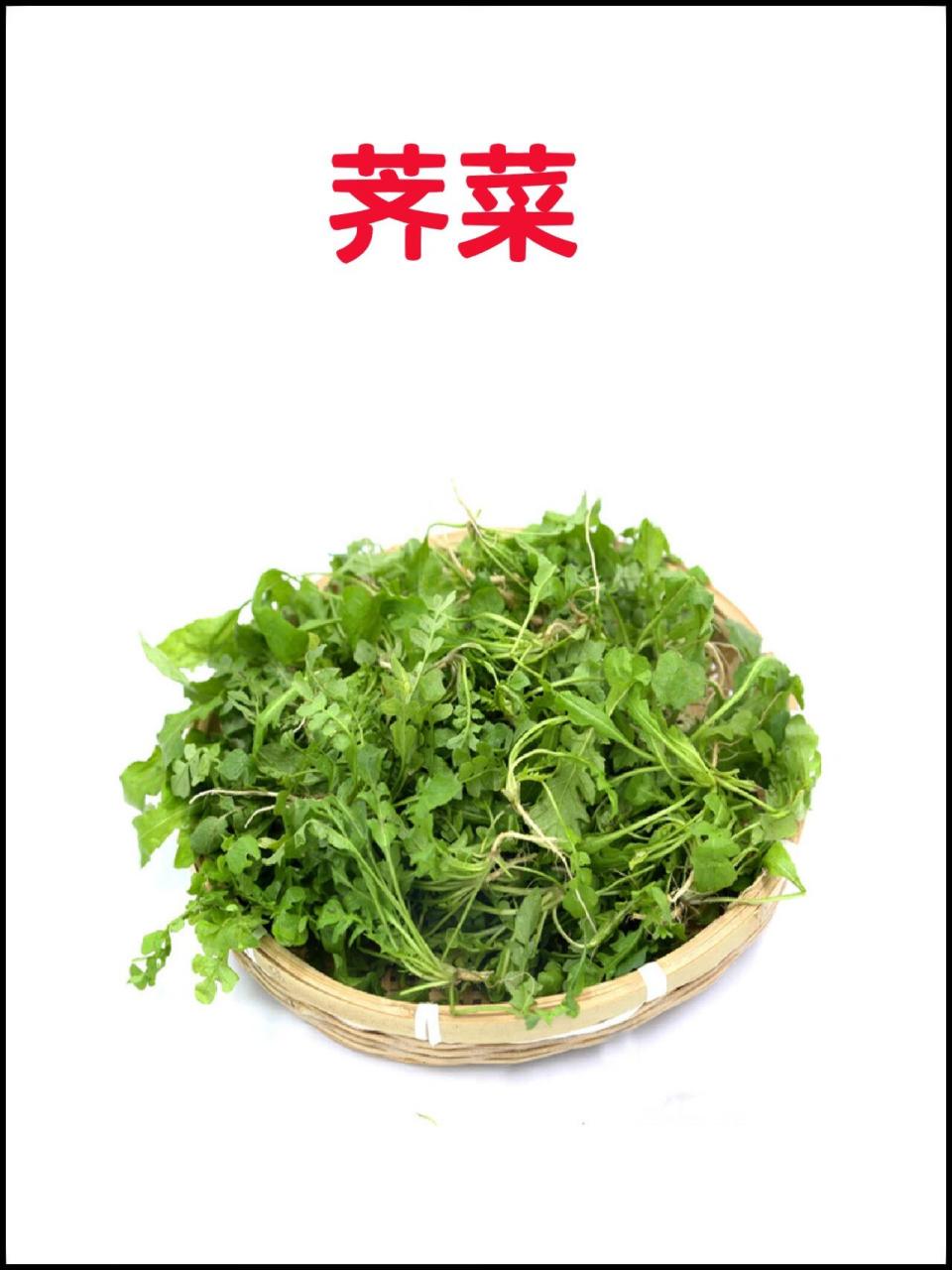 荠菜别名叫什么图片