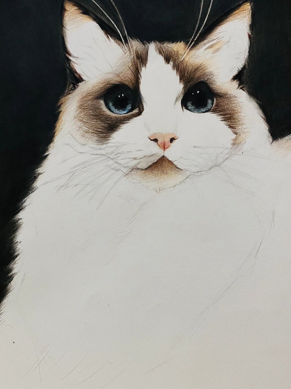 初中生绘画/精微素描/布偶猫 初三学生绘制的自己家的仙女猫咪 名叫