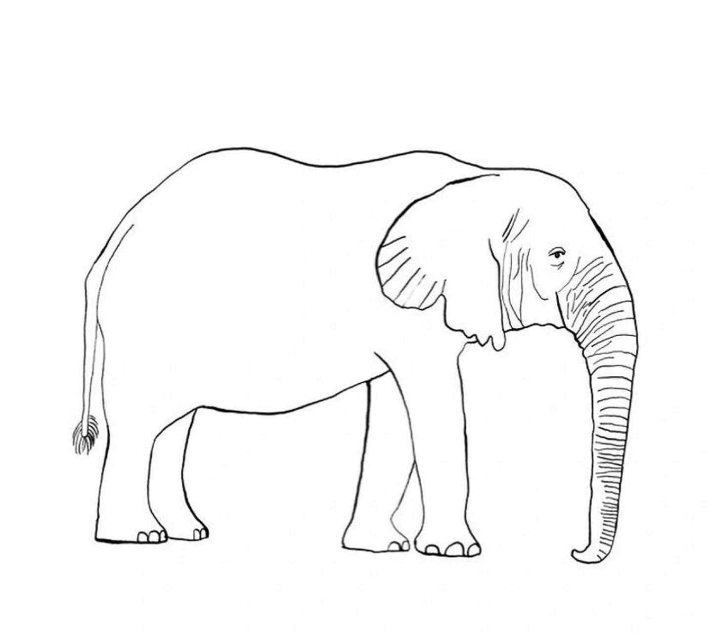 简笔画-动物简笔画-大象-山羊-豹子-狮子 有详细图哦 赶紧关注啦