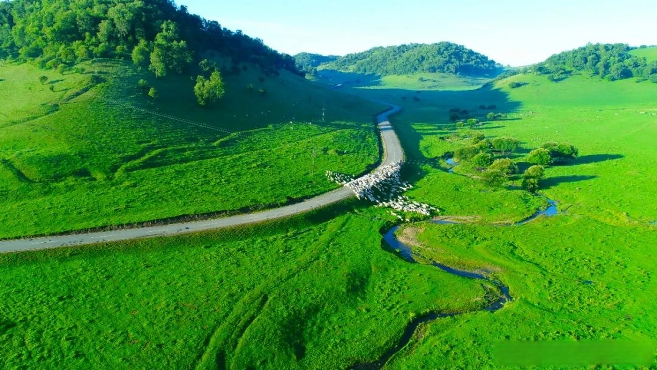 关山牧场 图文 草原 图文热点来了 #宝鸡关山牧场#关山牧场