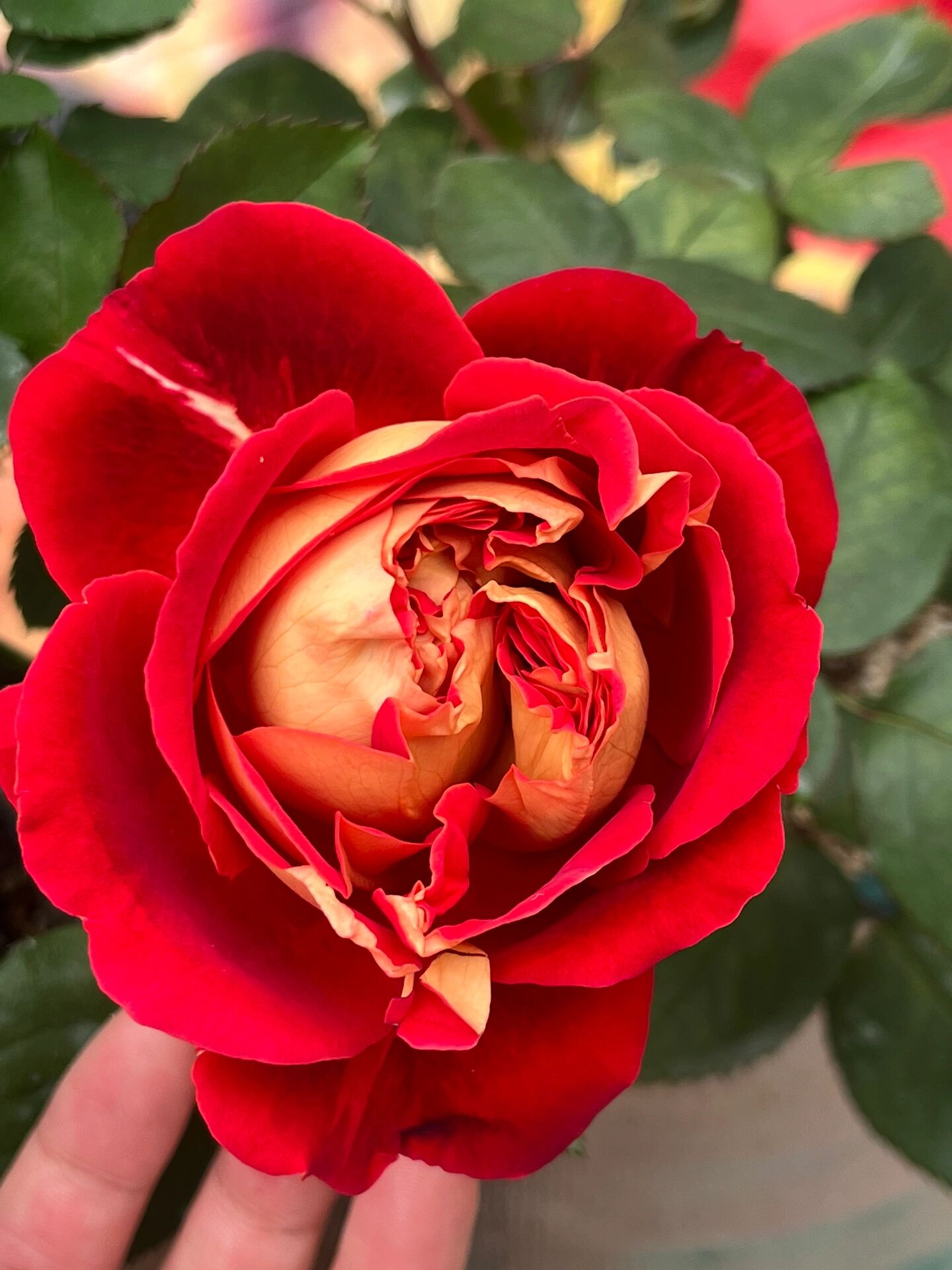 红桃月季,原名:靓丽月季/可爱月季