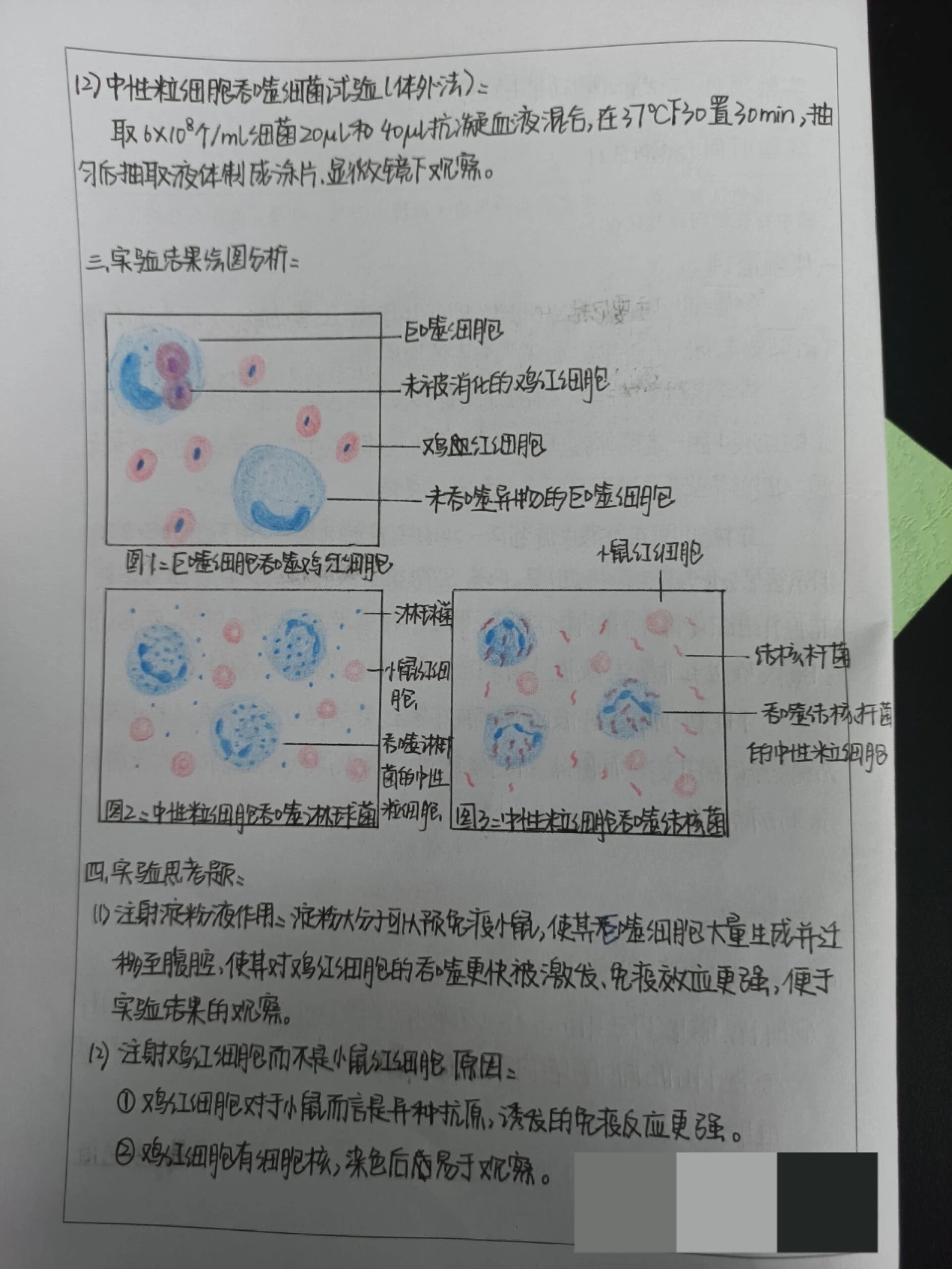 免疫学实验报告②|吞噬细胞功能检测