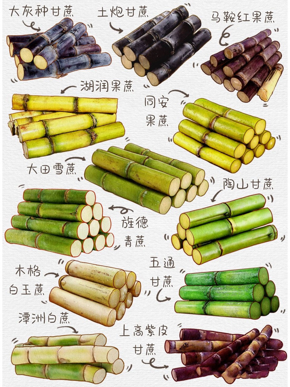 这六种颜色的甘蔗你都吃过哪些?