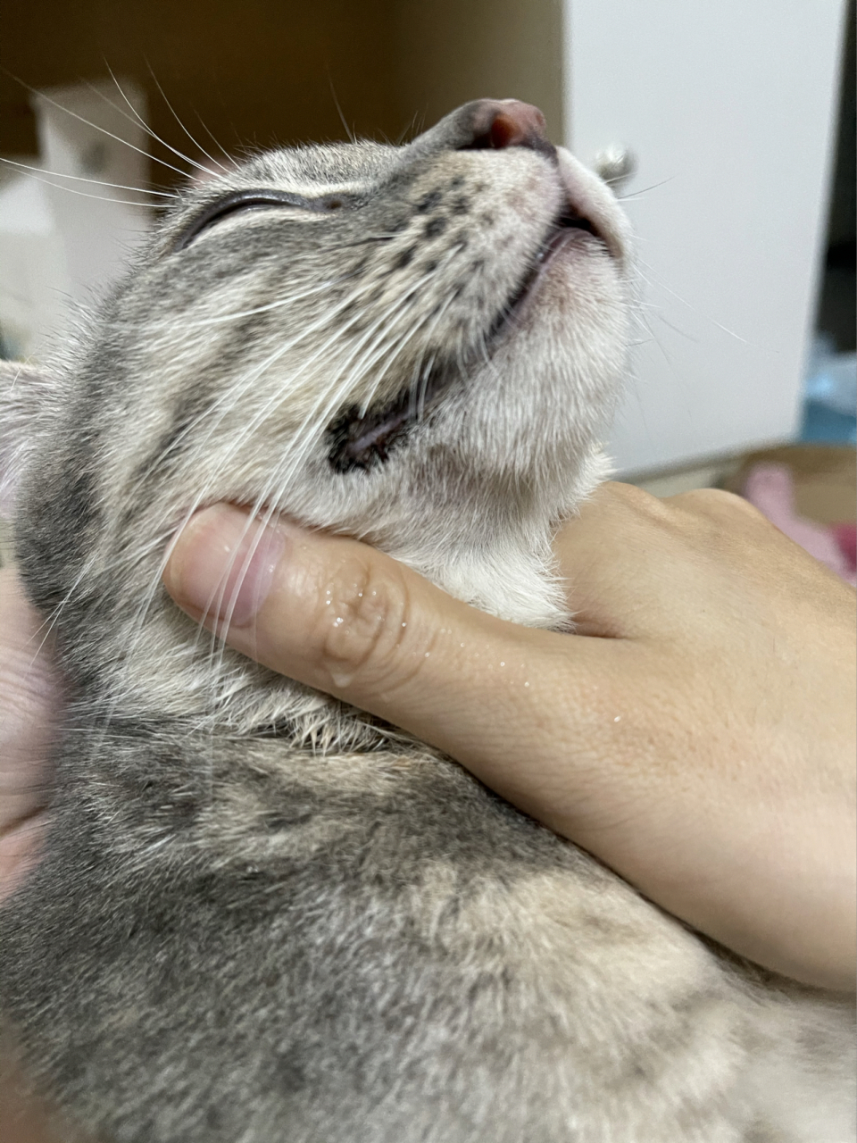 猫咪嘴角旁黑色结痂是怎么回事啊 最近发现猫咪嘴角旁边有块黑色结痂