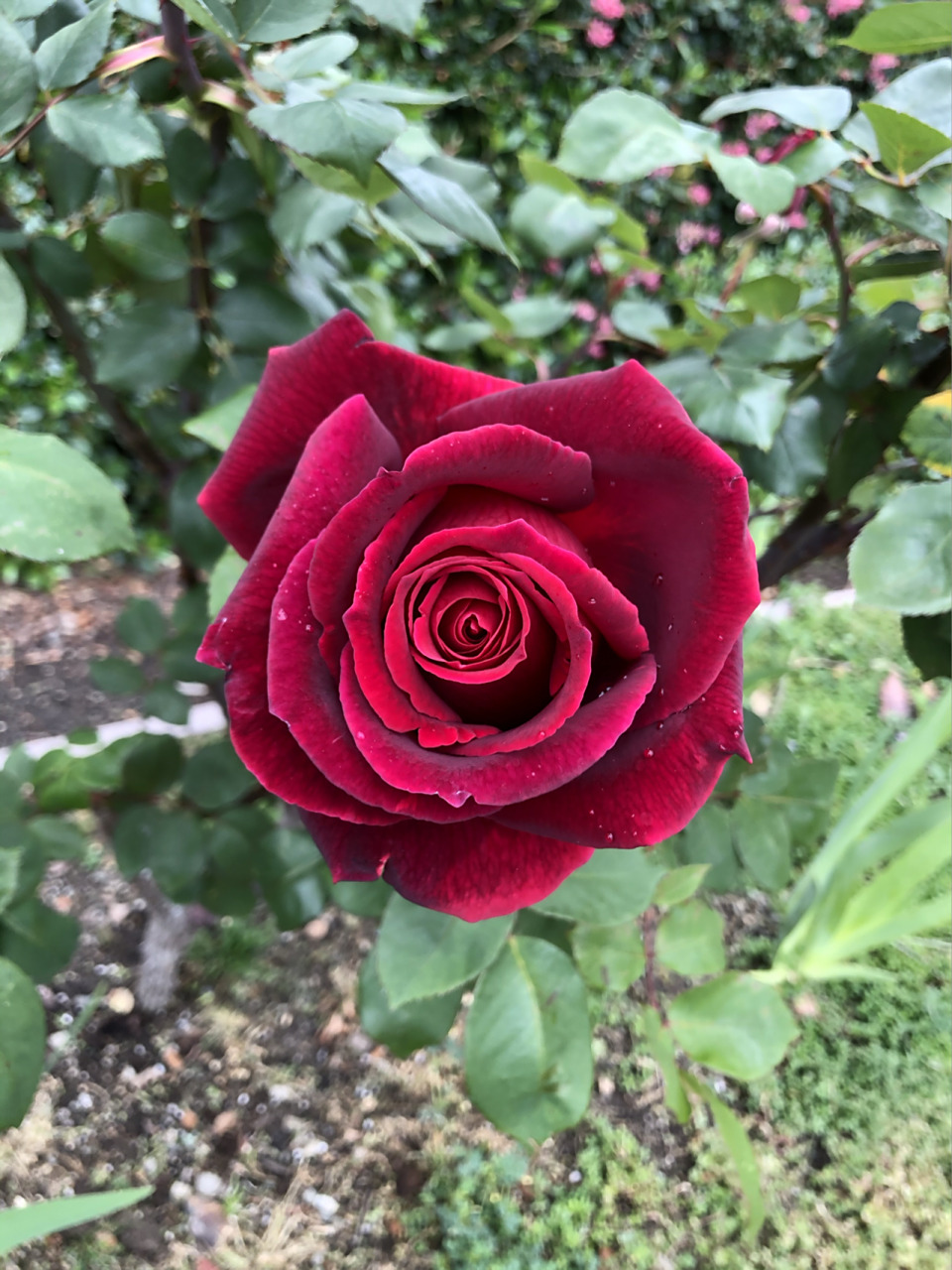 lincoln 林肯先生月季95 林肯春花,各个阶段的样子.