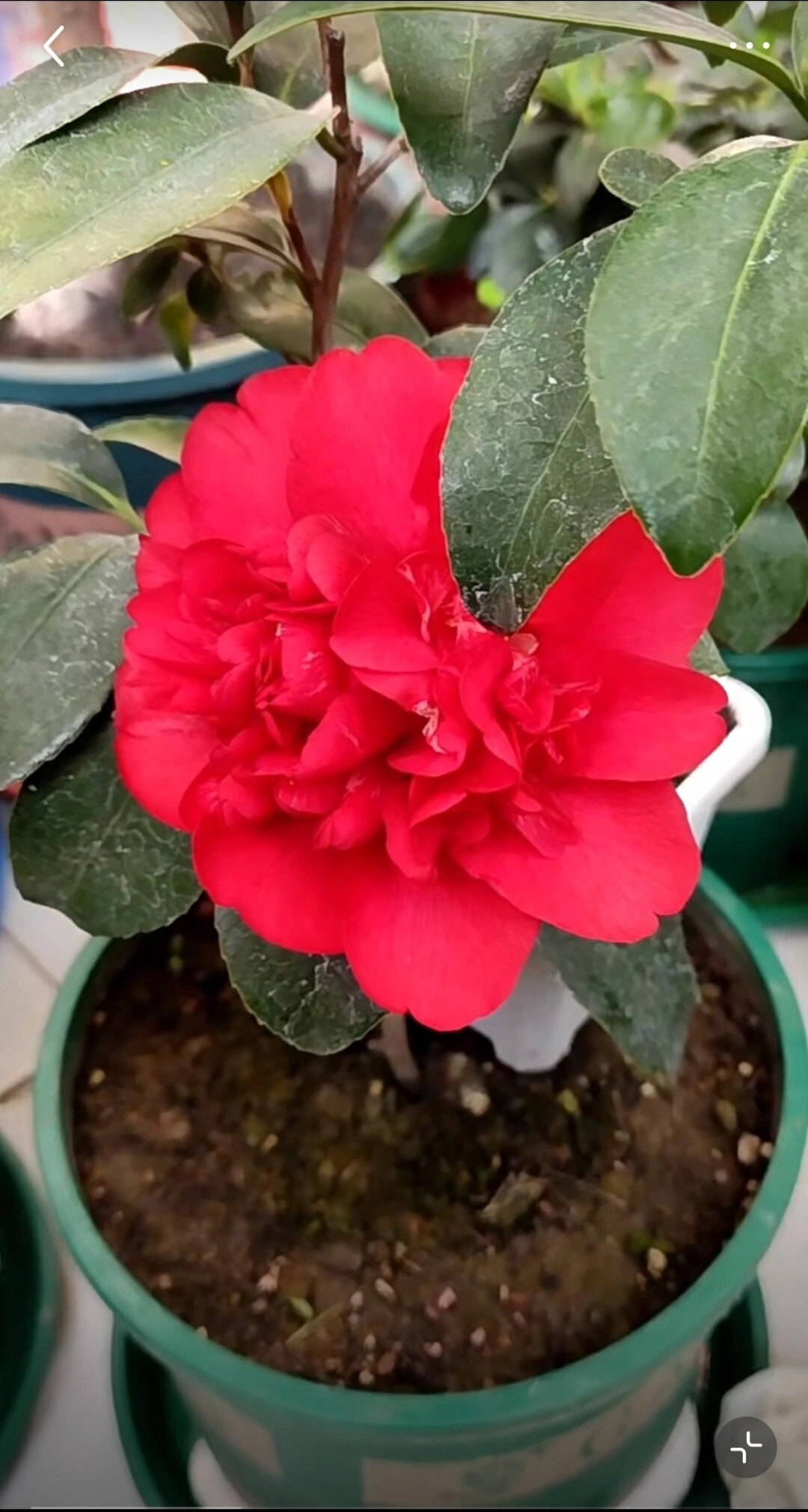 四季茶花 夏梦谢作