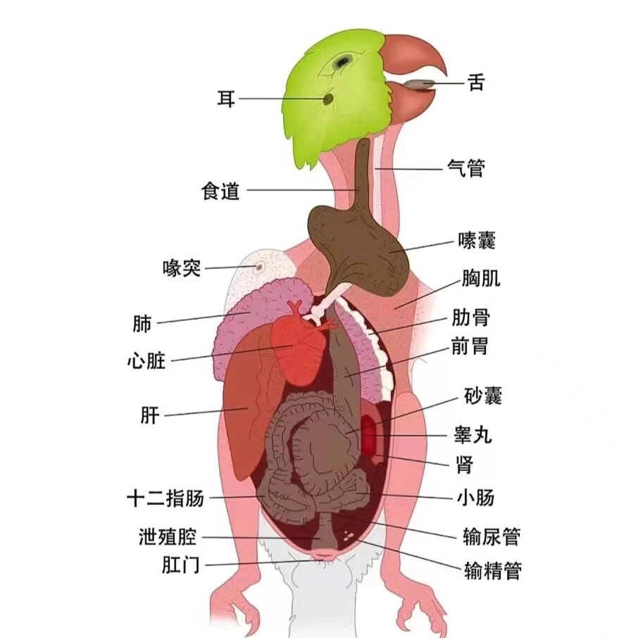 鹦鹉身体构造图及各部位功能讲解