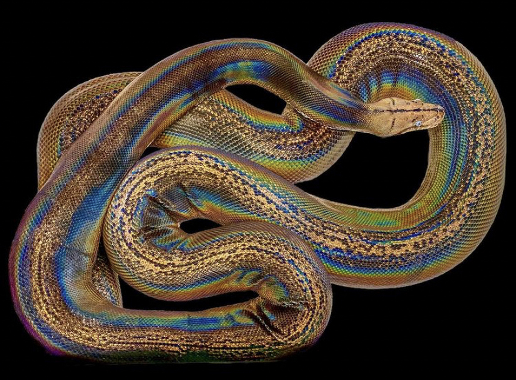 世界上最长的蛇-网纹蟒 森蚺是世界上最重的蛇并不是最长的 网纹蟒 为