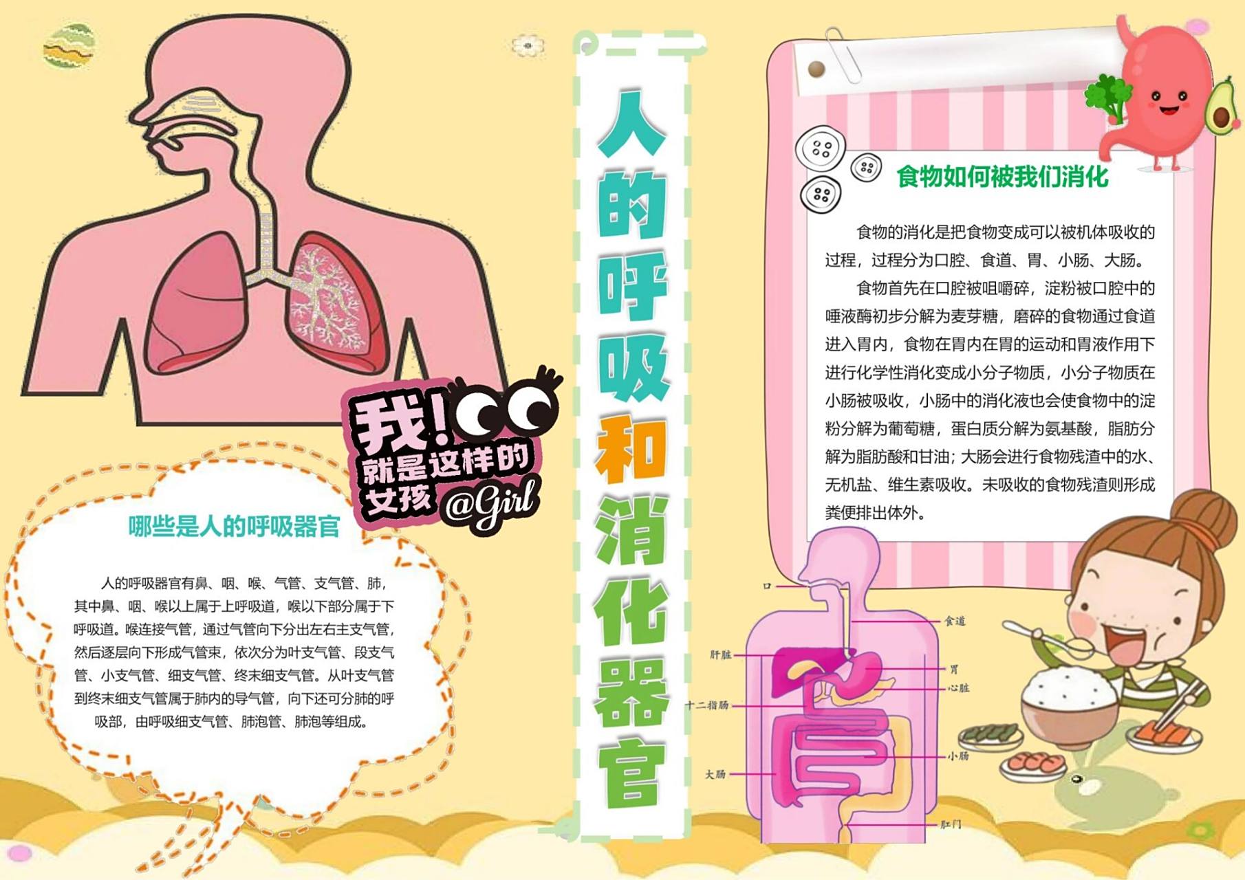 人的呼吸和消化器官小报 尺寸:a4 适合人群:三年级到四年级的小朋友