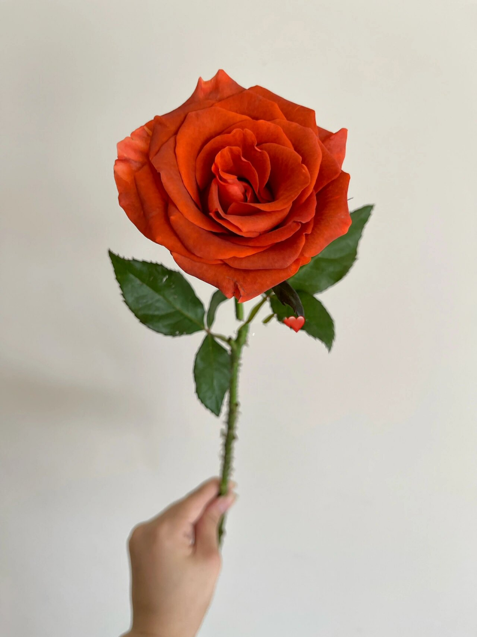 单头玫瑰 | 宏博阿玛雷托(杏仁酒) 去年的复古橘,今年正式命名了,是