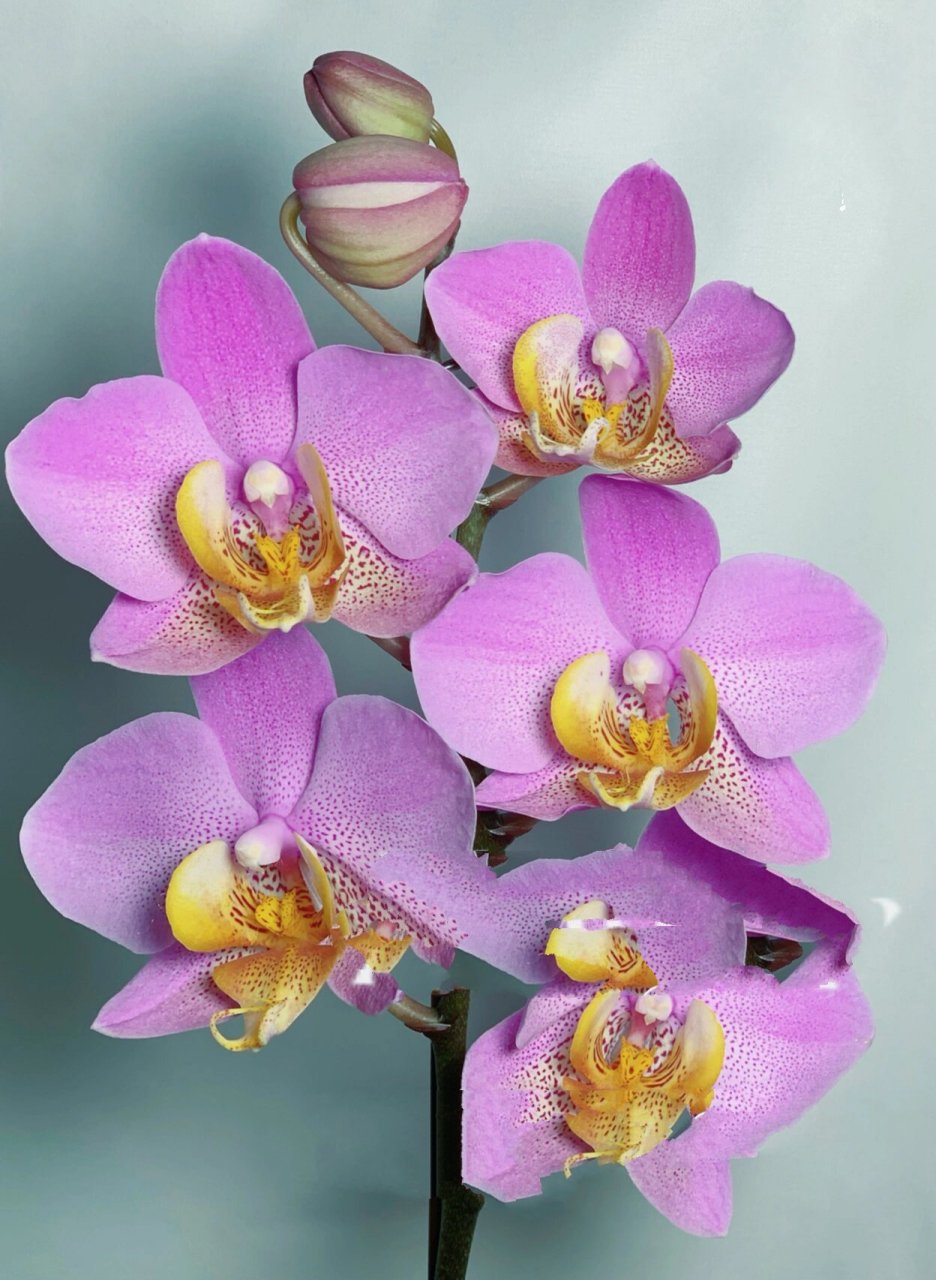 欧品-蝴蝶兰.博蒙特