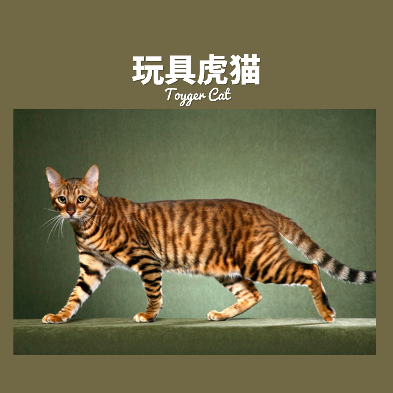 玩具虎猫图片 顶级图片