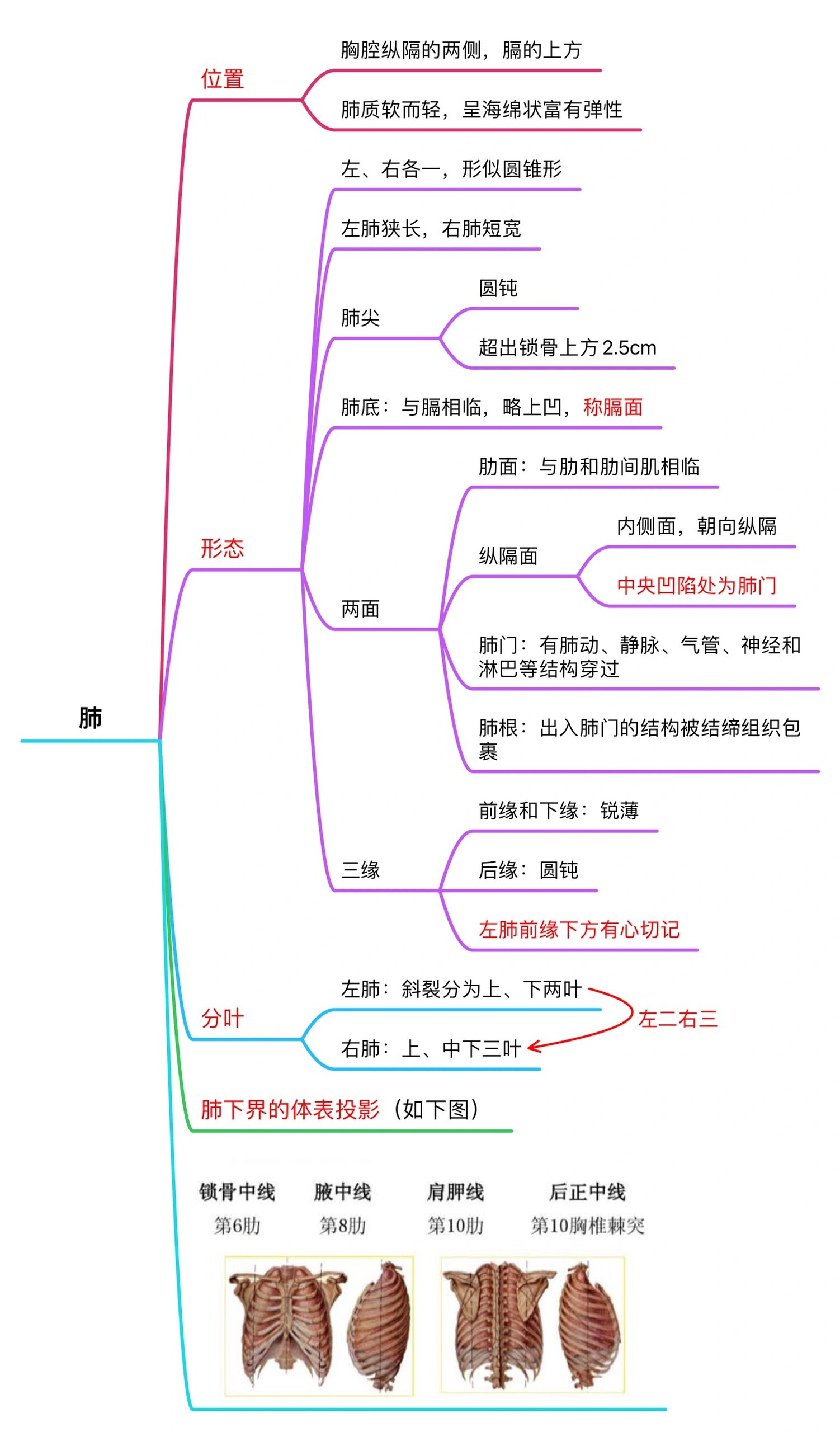 呼吸系统的全部思维导图来咯