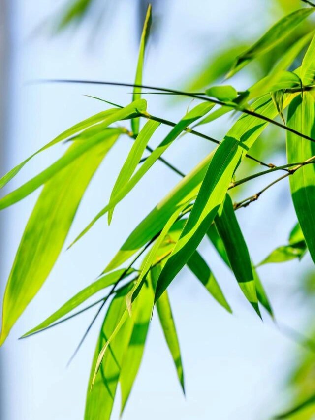 美图欣赏,竹子的生命力很顽强!