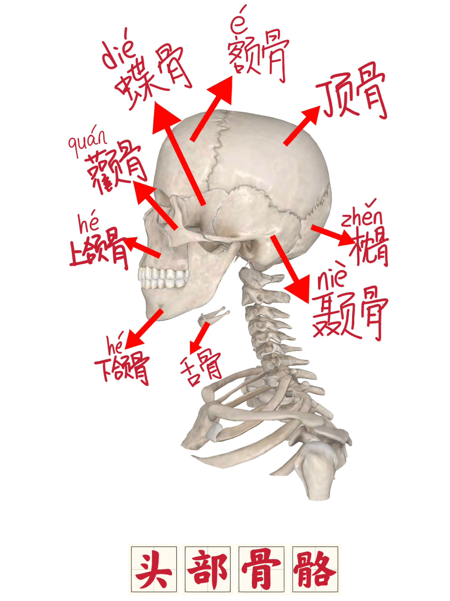 3.下颌骨:面颅骨最大者.