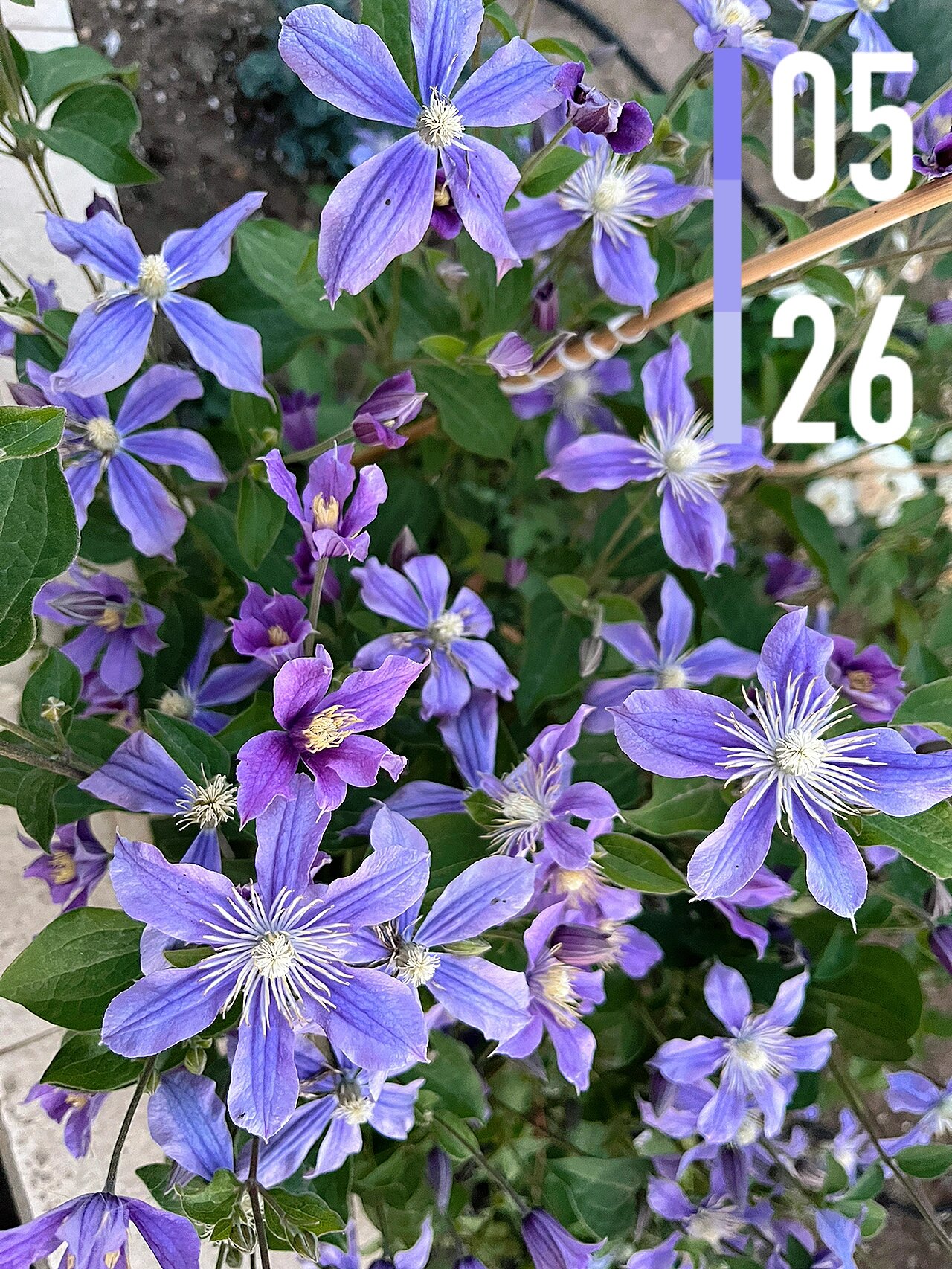 铁线莲 阿拉贝拉