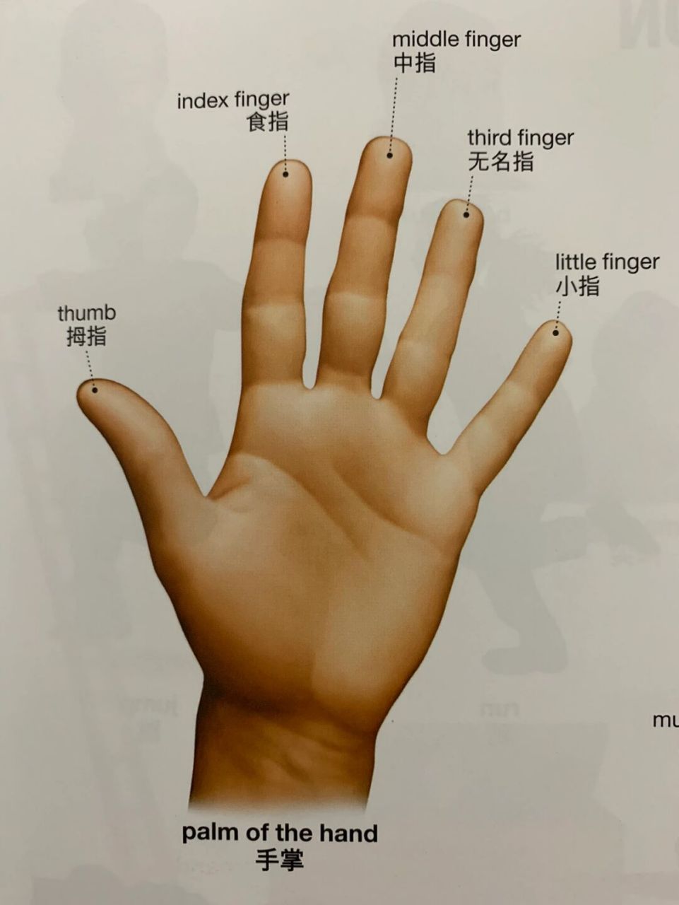 五个手指头你还只知道finger吗 无名指也叫ring finger