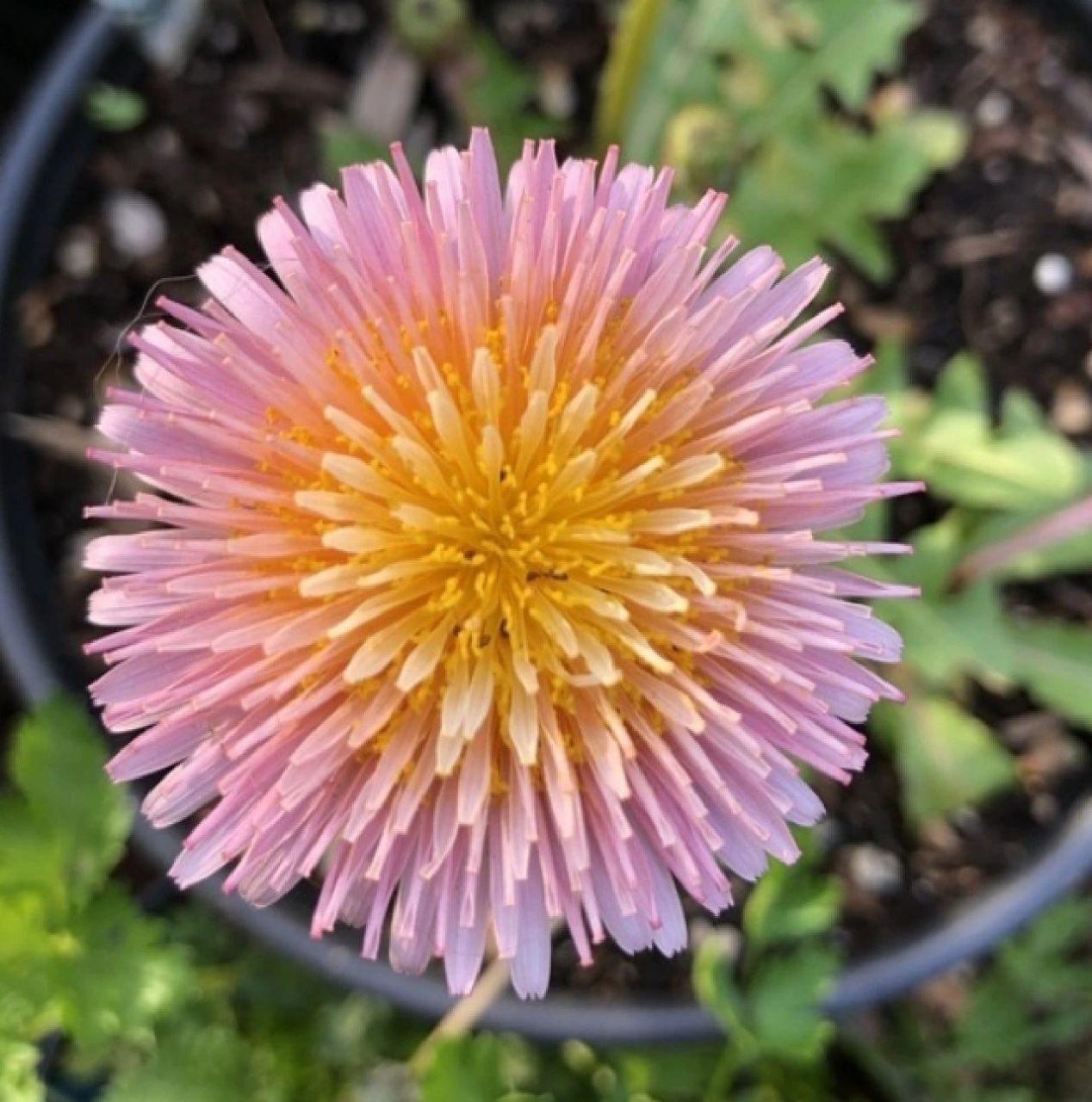 稀有蒲公英图片品种分享 小飞棍来咯 67图1  粉花万重咲蒲公英