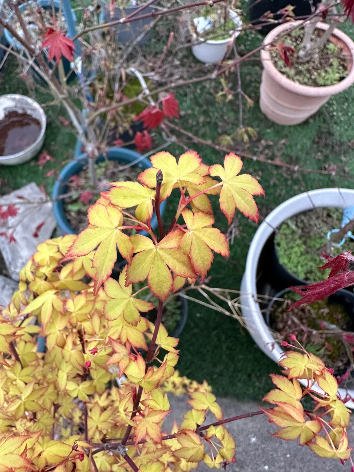 日本红枫|出彩品种值得安利一波 前年被桃子奶油惊艳后,一发不可收拾