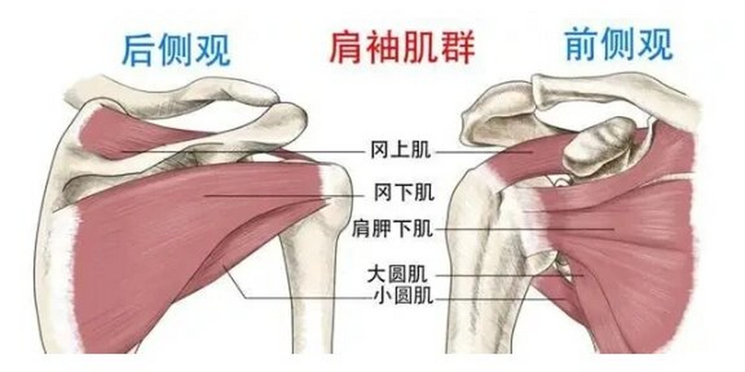 冈上肌的位置示意图图片