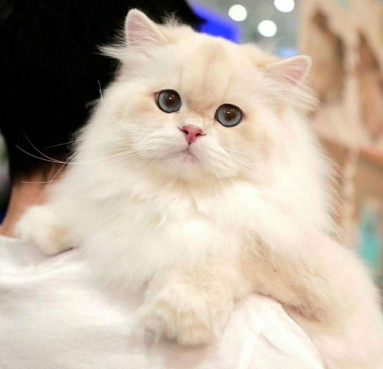 长毛金点一般多少90 其实想做繁育的,还是比较推荐养一只金点的 它