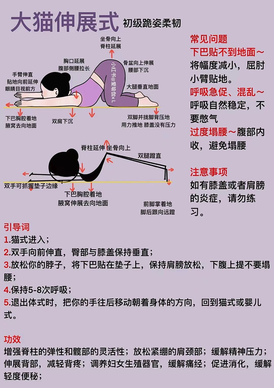 瑜伽教培笔记:大猫伸展式(初级跪姿柔韧)