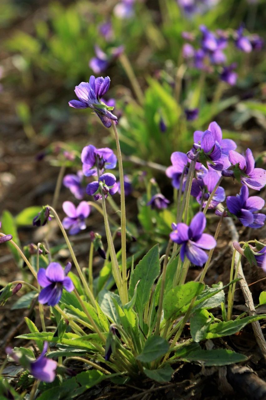 每日植物-紫花地丁,那些常见的野花们 紫花地丁    花色:紫色 高度:10