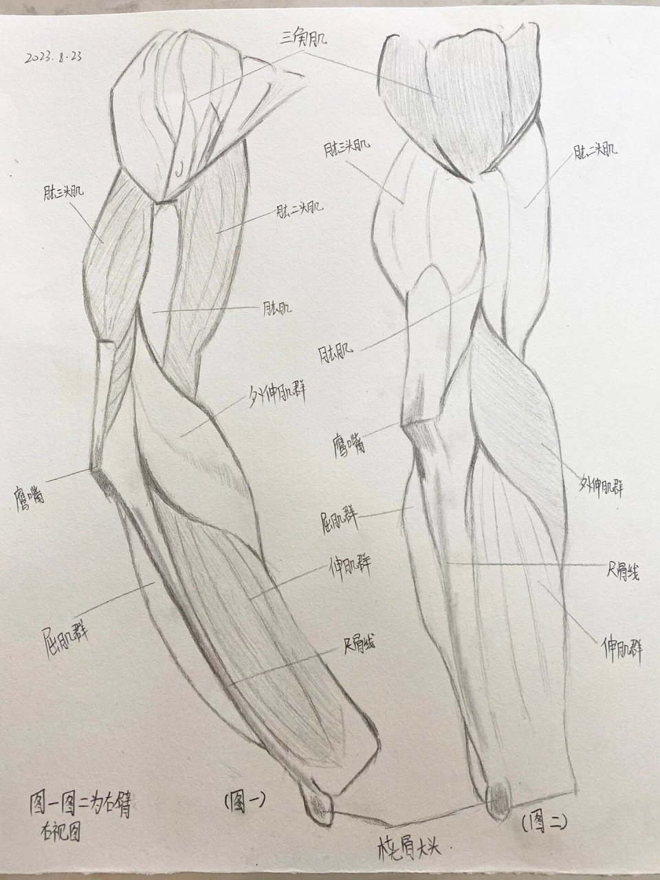 手臂肌肉结构图 手臂肌肉结构