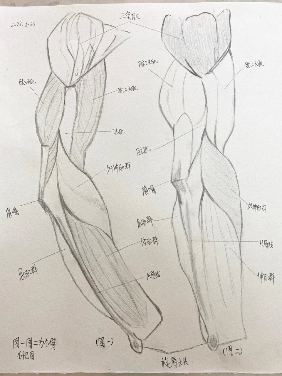胳膊肌肉解剖图图片