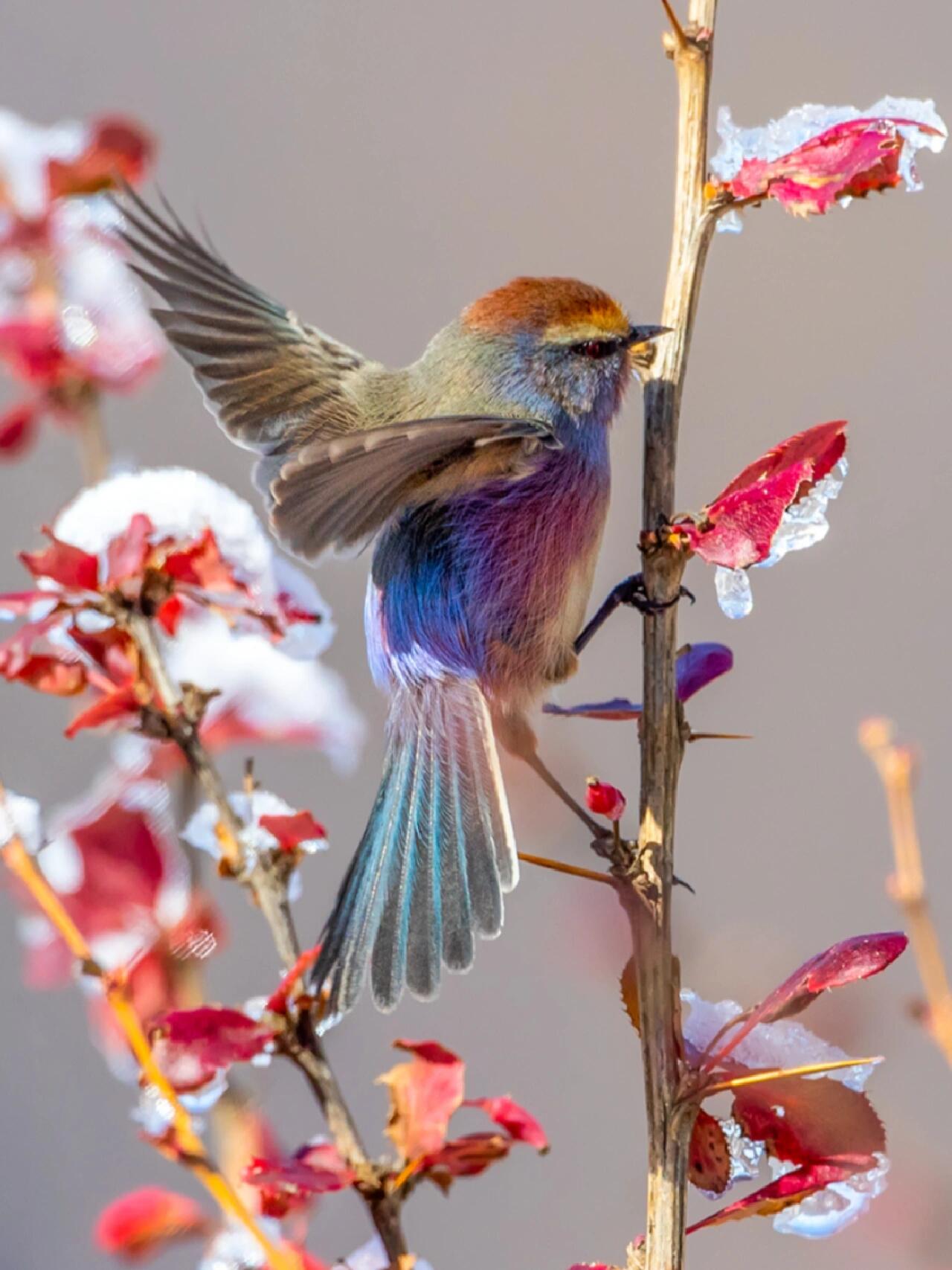 山林间的璀璨明珠——花彩雀莺